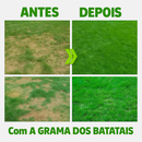 Sementes de Grama dos Batatais Premium - TerraVerde™