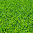 Sementes de Grama dos Batatais Premium - TerraVerde™